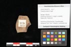 Foto (Objekt + Etikett) von Castanea atavia Unger (NHMW-GEO-2024-0188-0979)